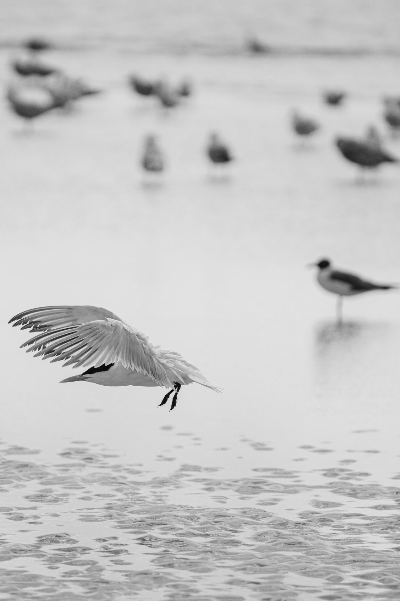 A seagull in mid-flight over rippled coastal water, with shorebirds reflected in the shallows behind in black and white