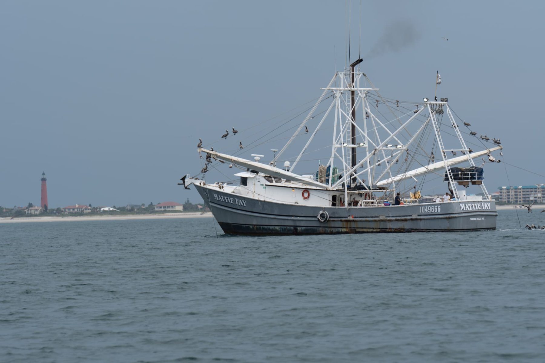 The shrimp boat Mattie Fay of Pascagoula working coastal waters with pelicans perched on its rigging, a red lighthouse on the distant shoreline