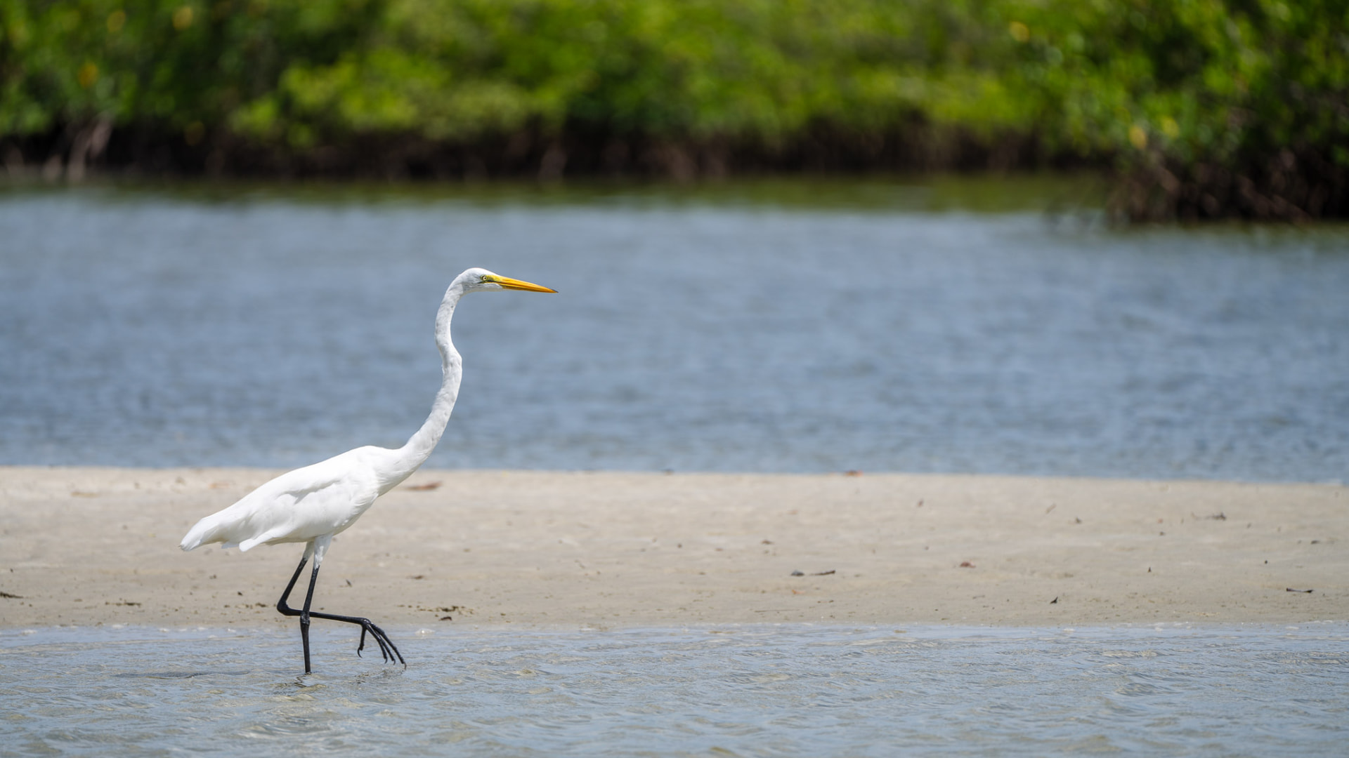 A great white egret walking through shallow coastal water with mangroves in soft green behind it